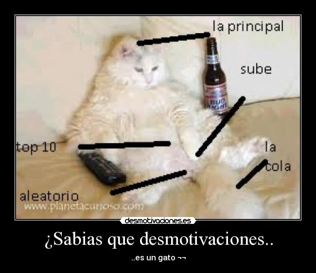 carteles desmotivaciones gato desmotivaciones