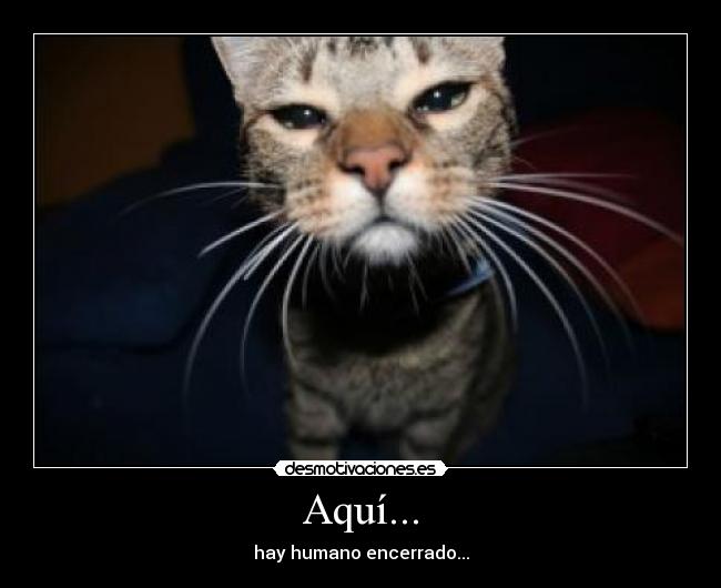 carteles gatos encerrados desmotivaciones