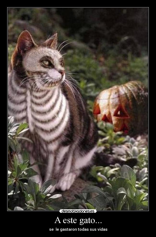 A este gato... - 