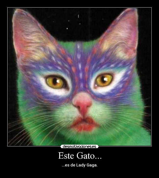 Este Gato... - ...es de Lady Gaga.
