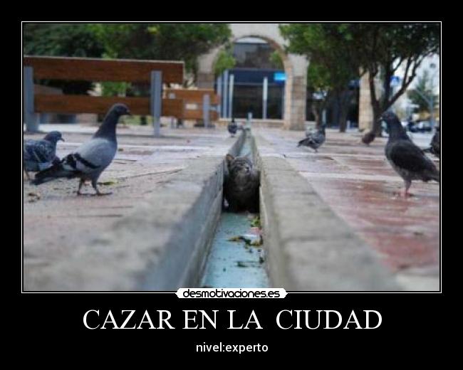 CAZAR EN LA  CIUDAD - 