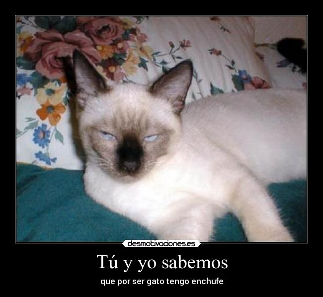 Tú y yo sabemos - que por ser gato tengo enchufe