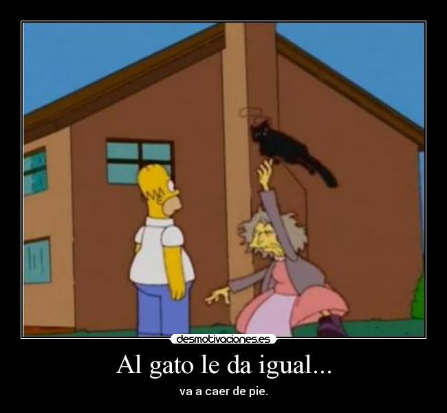 Al gato le da igual... -