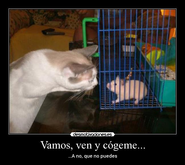 Vamos, ven y cógeme... -