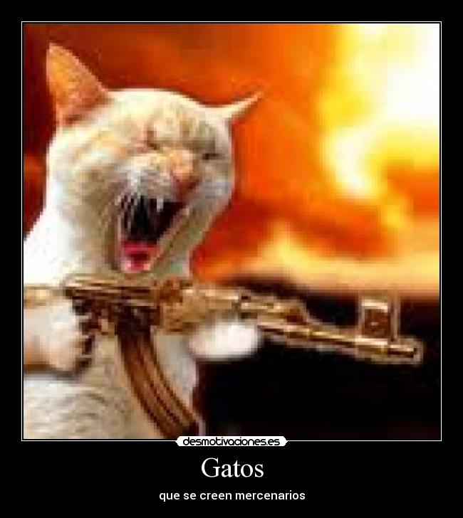 carteles gatos fgbh desmotivaciones