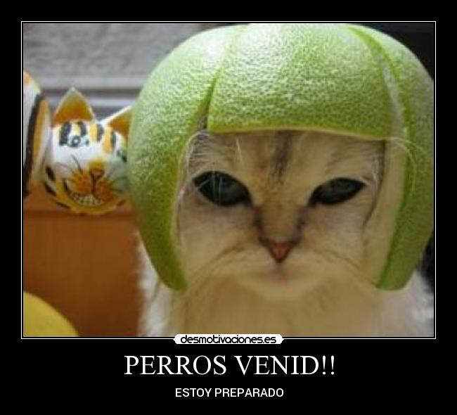 PERROS VENID!! - ESTOY PREPARADO