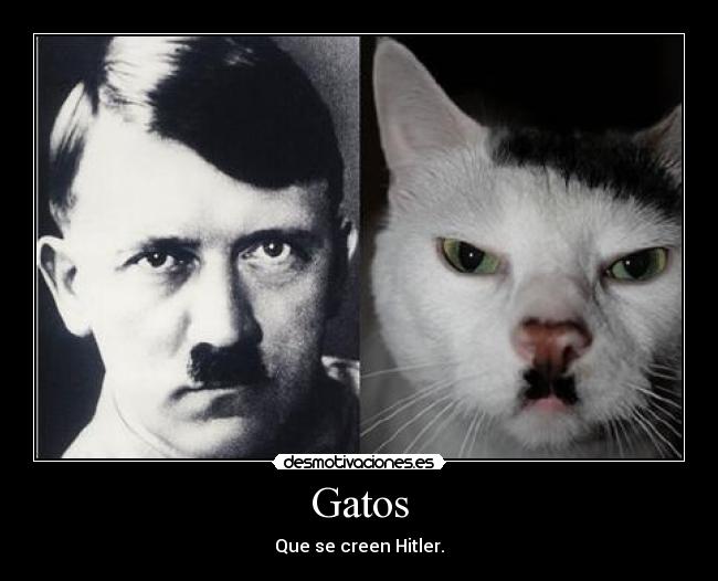 Gatos - Que se creen Hitler.