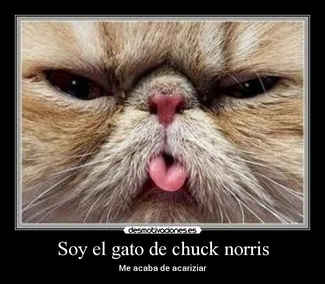 Soy el gato de chuck norris - Me acaba de acariziar