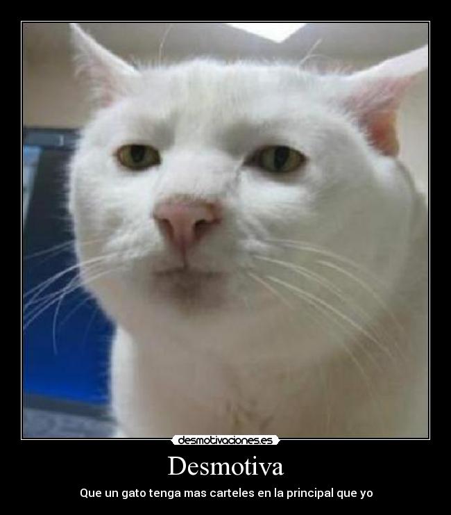 Desmotiva - Que un gato tenga mas carteles en la principal que yo