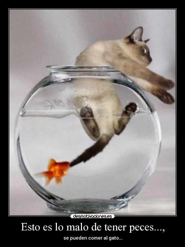 Esto es lo malo de tener peces..., -