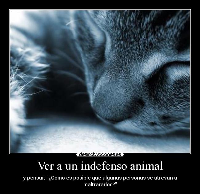 Ver a un indefenso animal - 