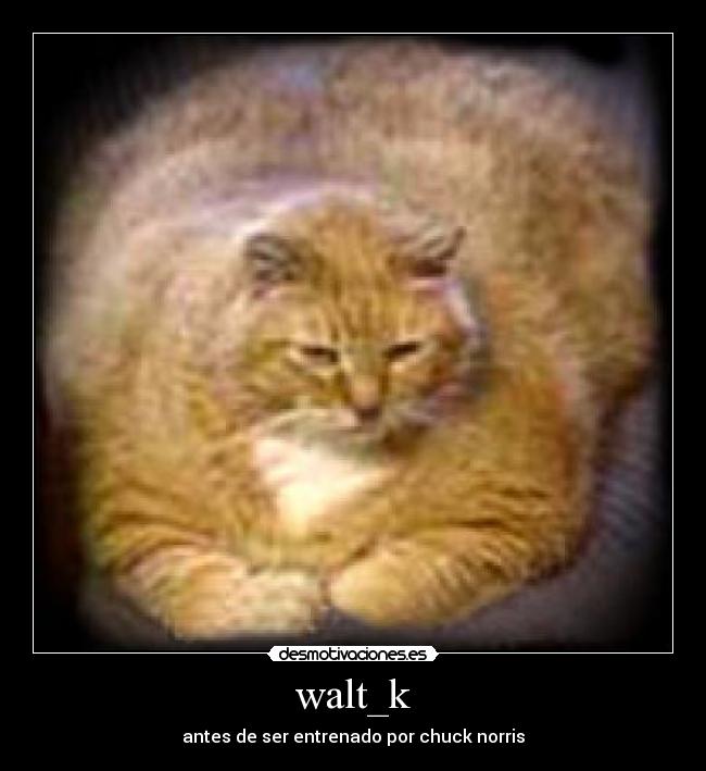 walt_k - antes de ser entrenado por chuck norris