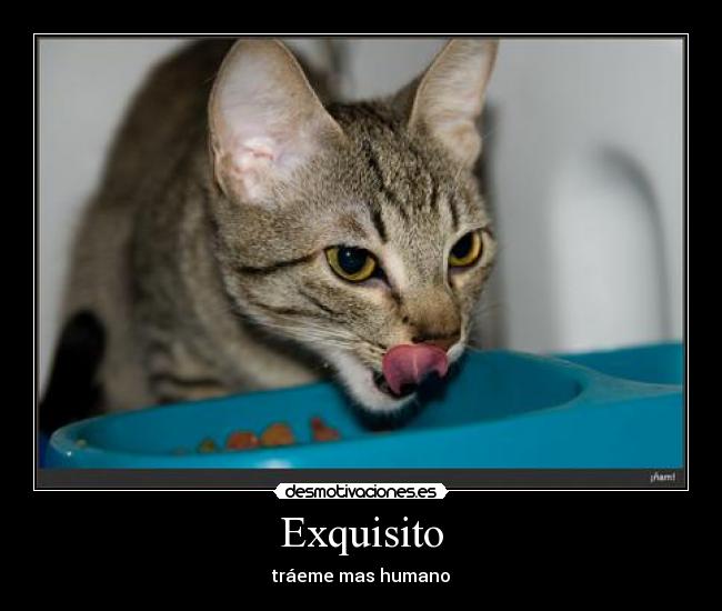 Exquisito - tráeme mas humano