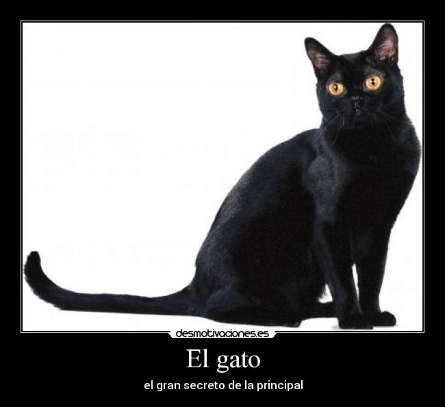 El gato - 