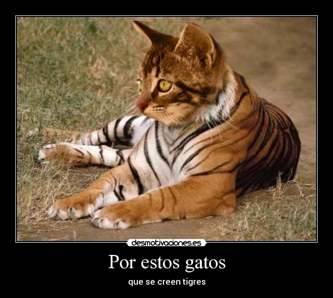 Por estos gatos - que se creen tigres