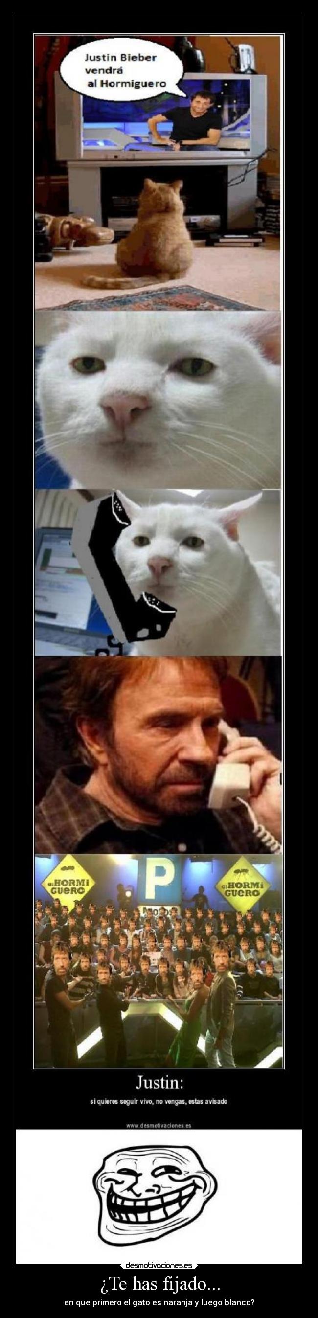 ¿Te has fijado... - en que primero el gato es naranja y luego blanco?