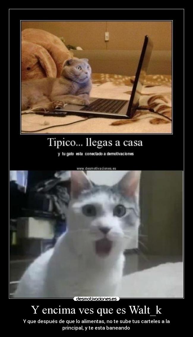 Y encima ves que es Walt_k - Y que después de que lo alimentas, no te sube tus carteles a la
principal, y te esta baneando 