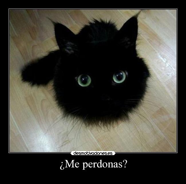 ¿Me perdonas? - 