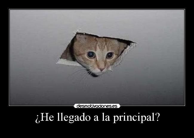 ¿He llegado a la principal? -