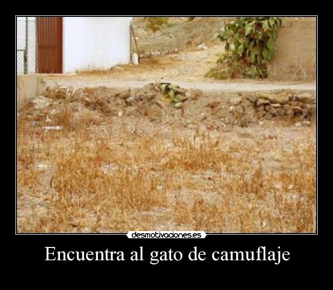 Encuentra al gato de camuflaje - 