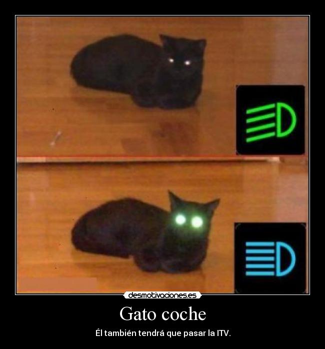 Gato coche - 