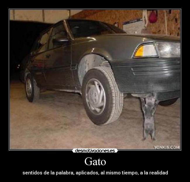 Gato - sentidos de la palabra, aplicados, al mismo tiempo, a la realidad