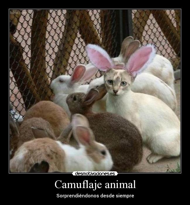 Camuflaje animal - Sorprendiéndonos desde siempre