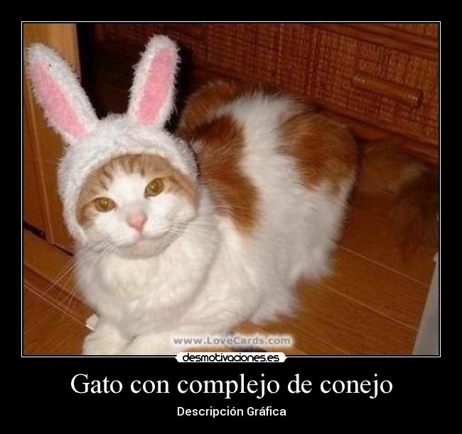 Gato con complejo de conejo - Descripción Gráfica
