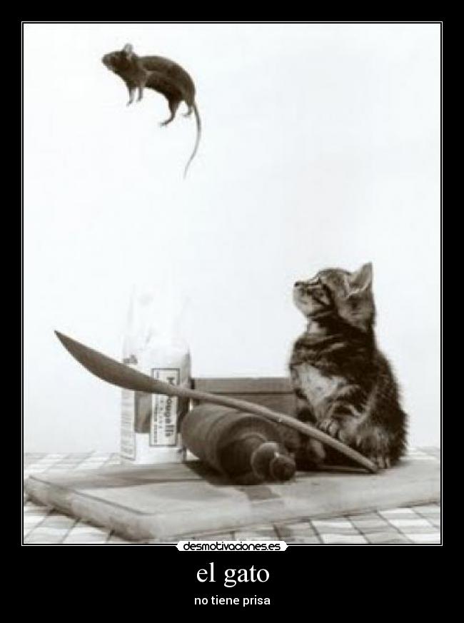 el gato - no tiene prisa
