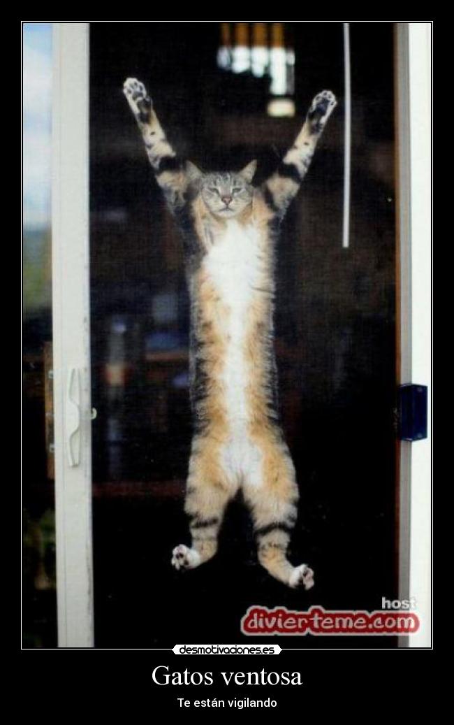 Gatos ventosa - Te están vigilando