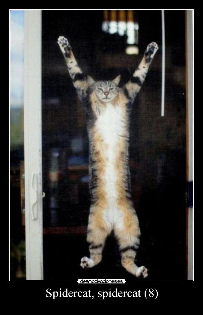 Spidercat, spidercat (8) - 
