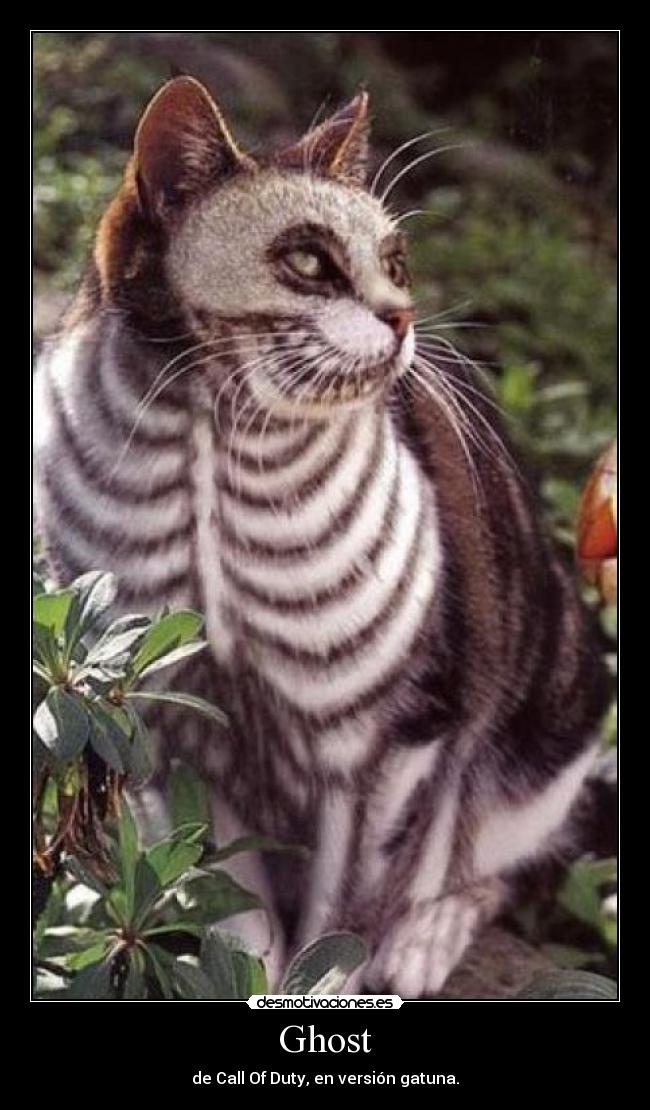Ghost - de Call Of Duty, en versión gatuna.