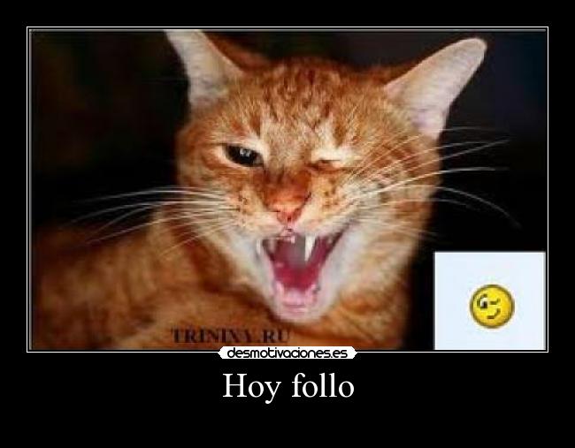 Hoy follo -