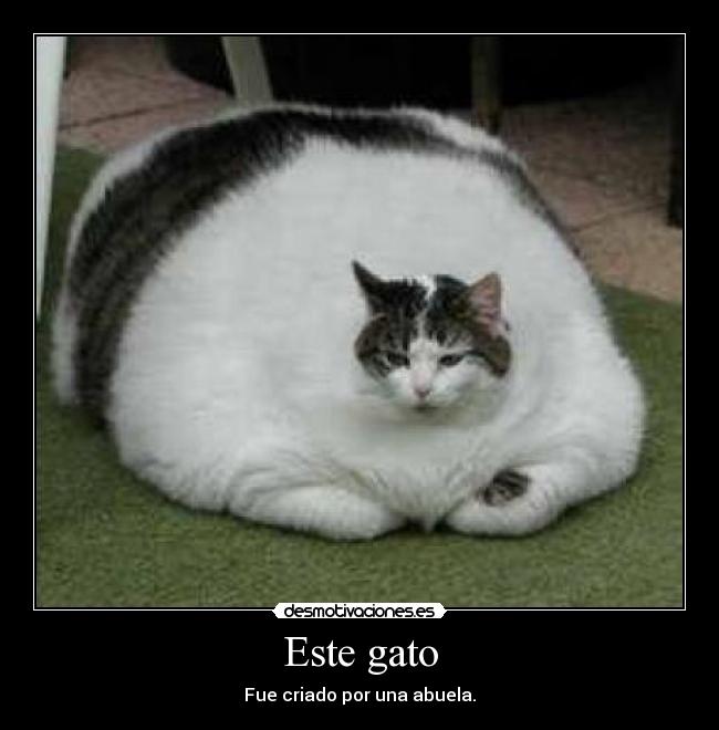 carteles gato gordo desmotivaciones