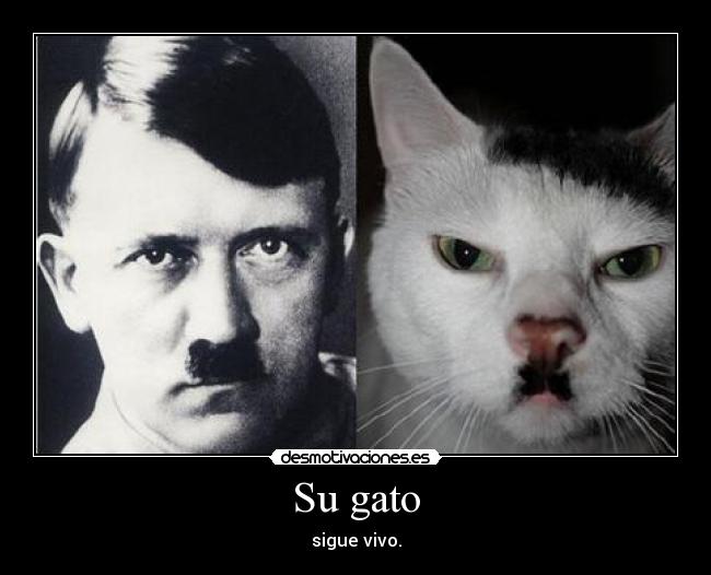 Su gato - 