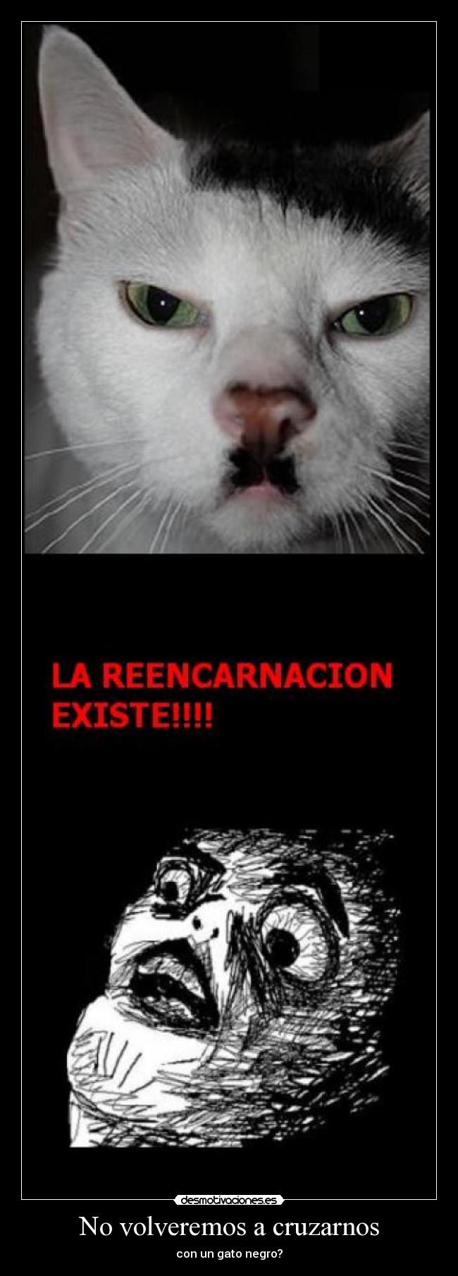 No volveremos a cruzarnos carteles gato desmotivaciones