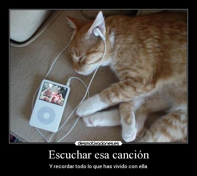 carteles gatos desmotivaciones