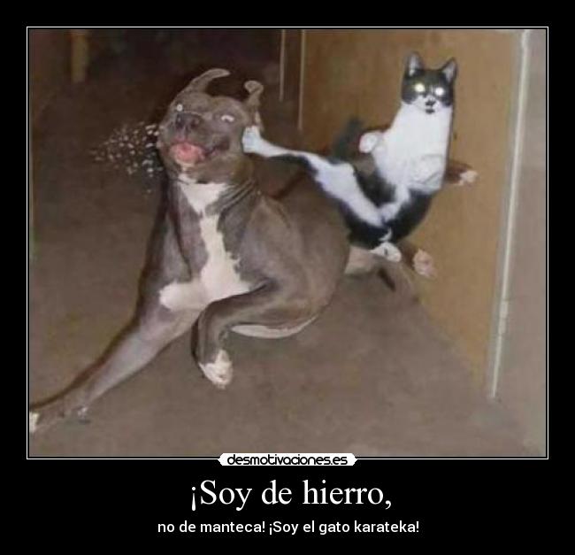 ¡Soy de hierro, - no de manteca! ¡Soy el gato karateka!