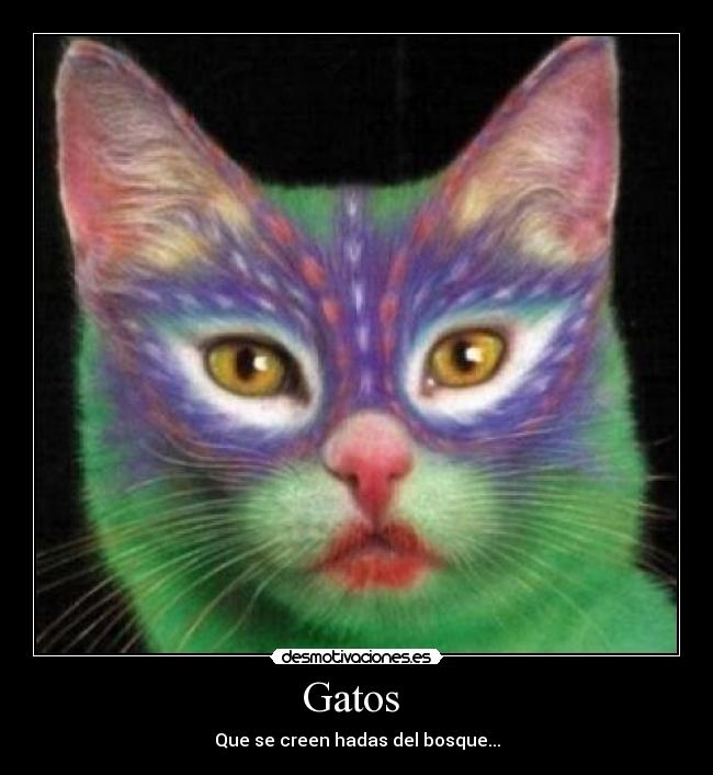 Gatos  - 