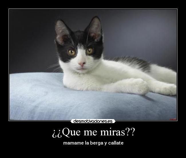 ¿¿Que me miras?? - mamame la berga y callate