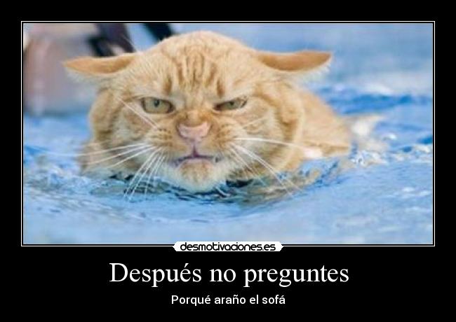Después no preguntes - Porqué araño el sofá