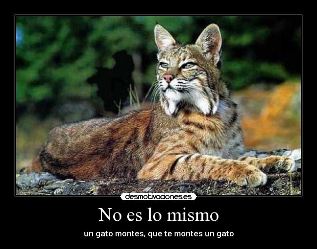 No es lo mismo - un gato montes, que te montes un gato