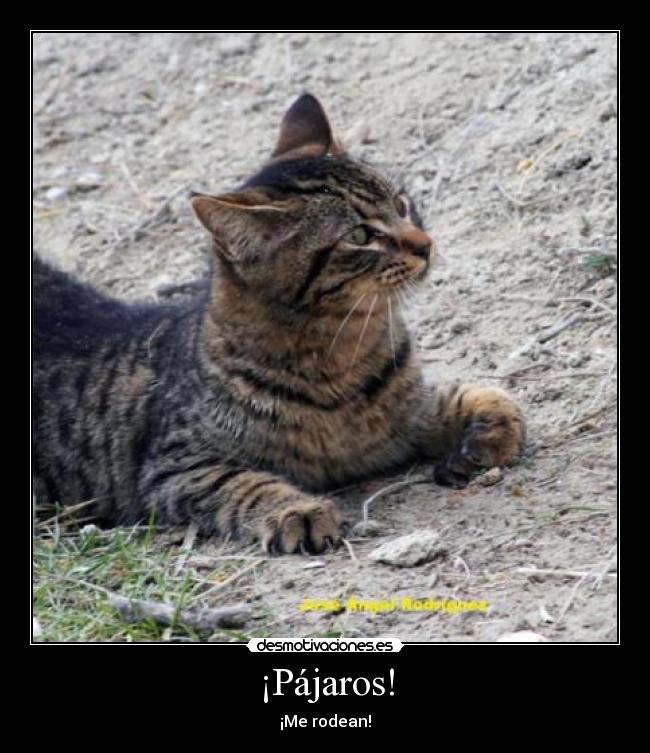 ¡Pájaros! - ¡Me rodean!