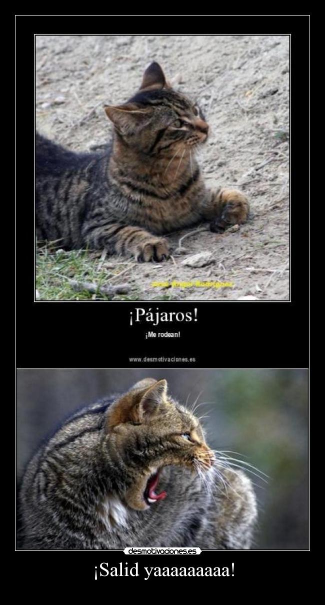 ¡Salid yaaaaaaaaa! -