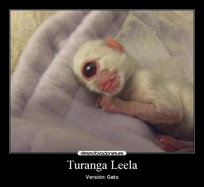 carteles gatos desmotivaciones