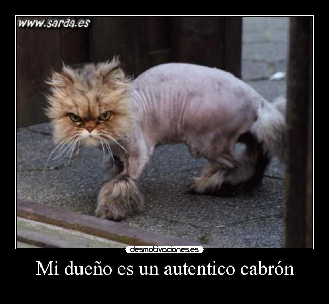 Mi dueño es un autentico cabrón - 