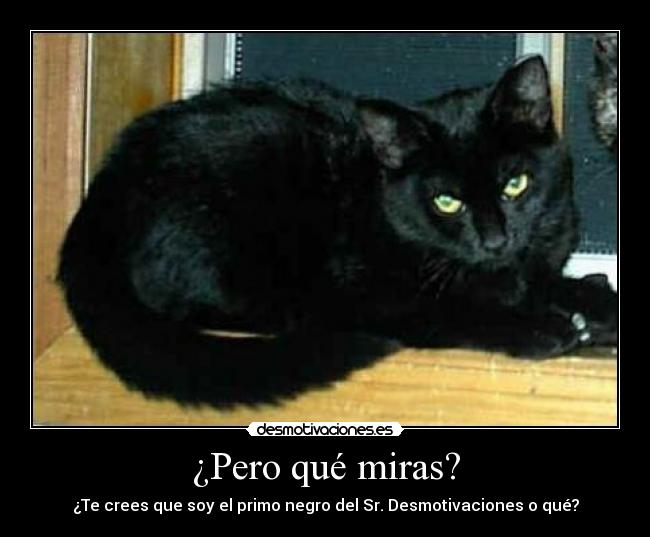 ¿Pero qué miras? - ¿Te crees que soy el primo negro del Sr. Desmotivaciones o qué?