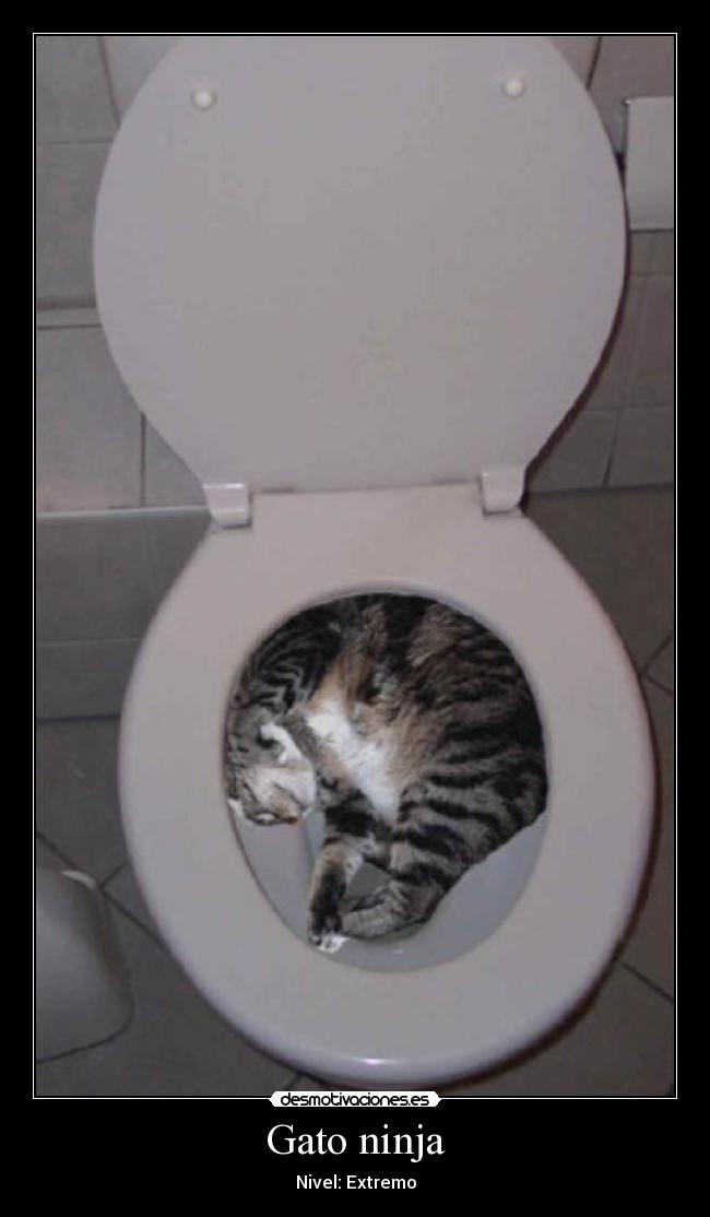 Gato ninja -