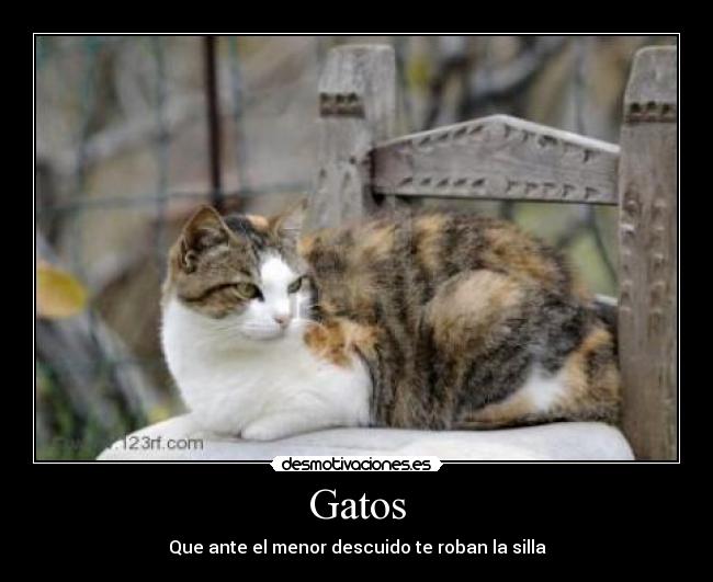 Gatos -