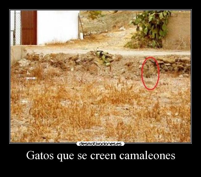 Gatos que se creen camaleones -